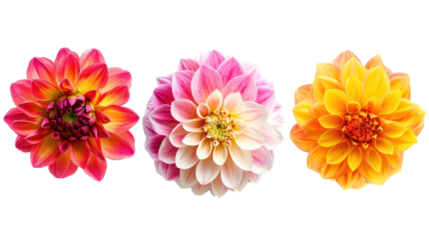 Different type of Dahlias flower isolate on transparency background