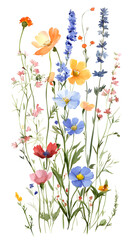 High-resolution image of colorful wildflowers arrangement on white
