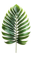 Tropical Palm Leaves Isolated on White. High-quality isolated flat lay image ideal for use in food,