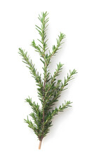 Top View of Fresh Rosemary Isolated on White. High resolution top view image isolated on a white