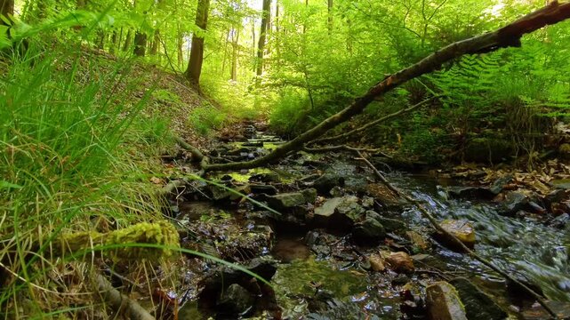 Erfrischender Wildbach im gr&uuml;nen Laubwald &ndash; pure Naturkraft und lebendige Idylle f&uuml;r authentische Outdoor-Designs und stimmungsvolle Landschaftsaufnahmen