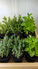 Herbs Collection with Rosemary, Mint, and Sage. High resolution top view image isolated on a white