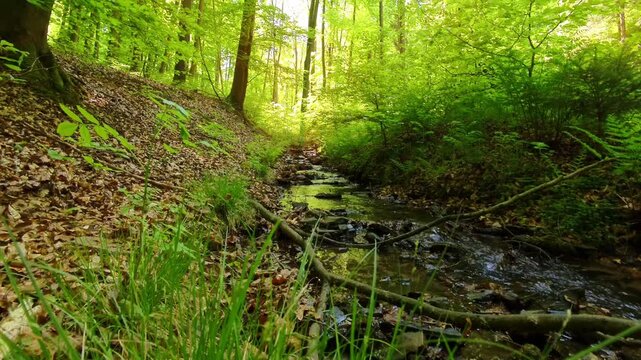 Erfrischender Wildbach im gr&uuml;nen Laubwald &ndash; pure Naturkraft und lebendige Idylle f&uuml;r authentische Outdoor-Designs und stimmungsvolle Landschaftsaufnahmen
