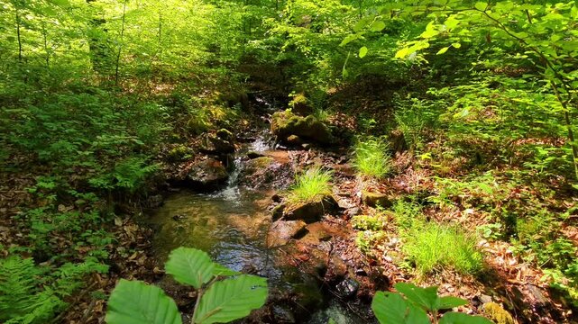 Erfrischender Wildbach im gr&uuml;nen Laubwald &ndash; pure Naturkraft und lebendige Idylle f&uuml;r authentische Outdoor-Designs und stimmungsvolle Landschaftsaufnahmen