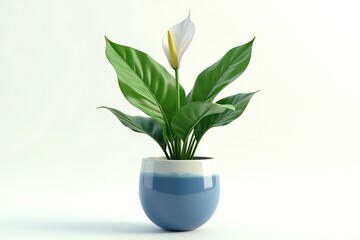 Peace lily in a blue pot isolated on white background, close up shot
