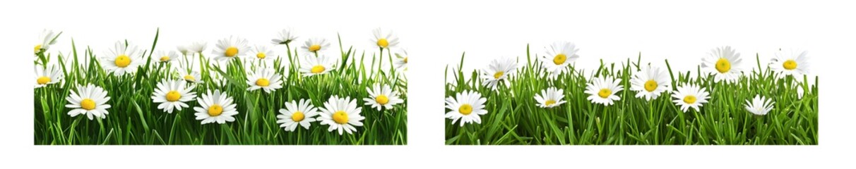 set of White daisies blooming in a field of green grass. isolated on transparent background © Syauqiya