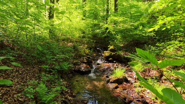 Erfrischender Wildbach im gr&uuml;nen Laubwald &ndash; pure Naturkraft und lebendige Idylle f&uuml;r authentische Outdoor-Designs und stimmungsvolle Landschaftsaufnahmen