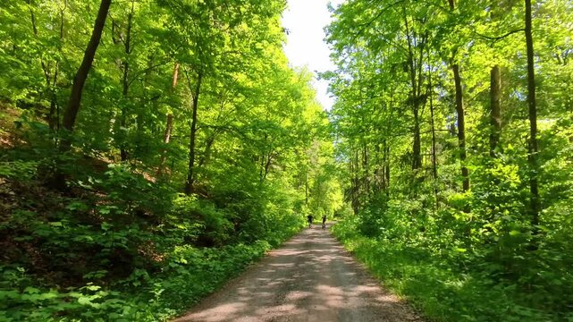 breiter Forstweg im von warmen Sonnenlicht durchflutetem gr&uuml;nen Wald - nat&uuml;rliche Leichtigkeit und Waldidylle f&uuml;r stimmungsvolle Naturmotive, Umwelt, Wald, Idylle, Jahreszeit
