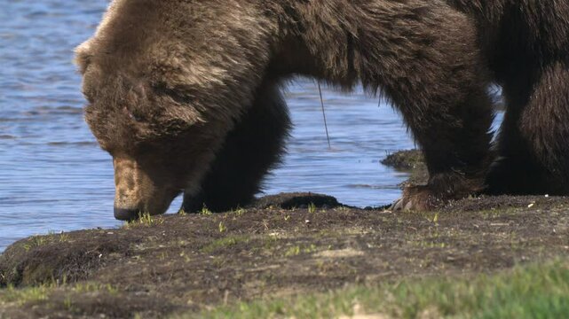 A close-up of the bear can be seen entering the lake and drinking the water.
