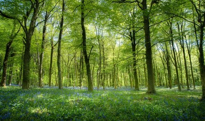 Obraz premium Scenic vie of bluebells in full bloom along the Cotswold Way hiking trail in England