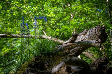 Scenic vie of bluebells in full bloom along the Cotswold Way hiking trail in England