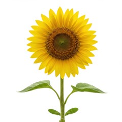 Obraz premium Single sunflower isolated on white background for botanical illustration, decoration, and educational purposes.