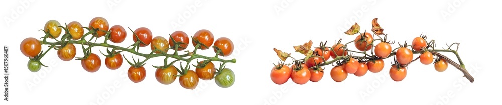 Poster set of close-up of a branch of fresh cherry tomatoes in various stages of ripeness. isolated on tran