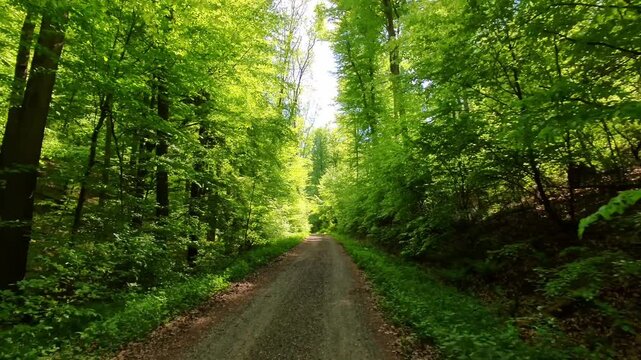 breiter Forstweg im von warmen Sonnenlicht durchflutetem gr&uuml;nen Wald - nat&uuml;rliche Leichtigkeit und Waldidylle f&uuml;r stimmungsvolle Naturmotive, Umwelt, Wald, Idylle, Jahreszeit
