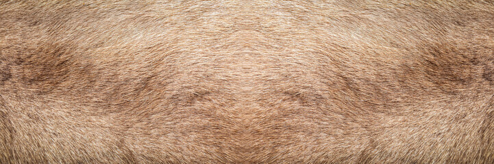 Brown Grey Animal skin Natural Fur Wolf Fox, Bear, Wildlife texture table top view Concept for hairy Background, fabric textures and wallpaper. Close up detail of Fluffy grizzly teddy Coat Full Frame.