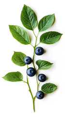 High-resolution image of blueberry leaves isolated on white, captured in a minimal flat lay or