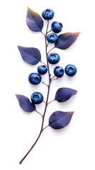 High-resolution image of blueberry leaves isolated on white, captured in a minimal flat lay or