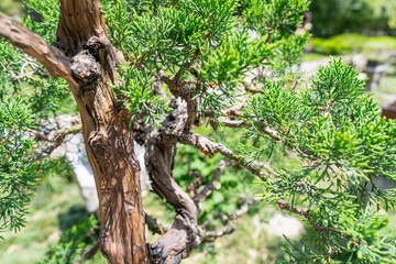 Chinese traditional architecture and rockery view of ancient Geyuan Garden, China