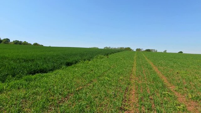 Farbenfroher Fasan auf gr&uuml;ner Wiese unter blauem Himmel &ndash; ausdrucksstarke Wildtierfotografie f&uuml;r Naturprojekte, Umweltkampagnen und authentische l&auml;ndliche Bildwelten