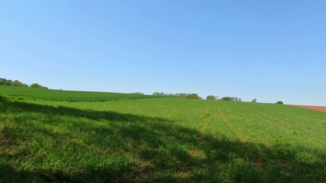 Farbenfroher Fasan auf gr&uuml;ner Wiese unter blauem Himmel &ndash; ausdrucksstarke Wildtierfotografie f&uuml;r Naturprojekte, Umweltkampagnen und authentische l&auml;ndliche Bildwelten