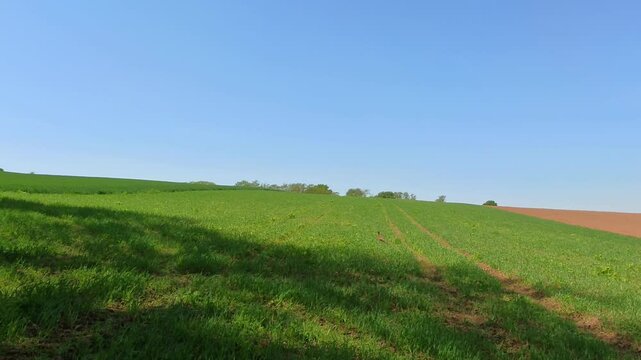 Farbenfroher Fasan auf gr&uuml;ner Wiese unter blauem Himmel &ndash; ausdrucksstarke Wildtierfotografie f&uuml;r Naturprojekte, Umweltkampagnen und authentische l&auml;ndliche Bildwelten