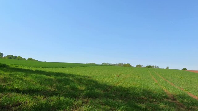 Farbenfroher Fasan auf gr&uuml;ner Wiese unter blauem Himmel &ndash; ausdrucksstarke Wildtierfotografie f&uuml;r Naturprojekte, Umweltkampagnen und authentische l&auml;ndliche Bildwelten