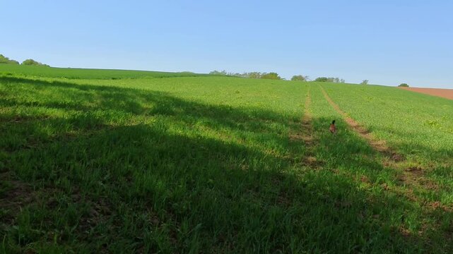 Farbenfroher Fasan auf gr&uuml;ner Wiese unter blauem Himmel &ndash; ausdrucksstarke Wildtierfotografie f&uuml;r Naturprojekte, Umweltkampagnen und authentische l&auml;ndliche Bildwelten