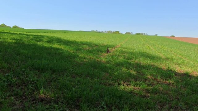 Farbenfroher Fasan auf gr&uuml;ner Wiese unter blauem Himmel &ndash; ausdrucksstarke Wildtierfotografie f&uuml;r Naturprojekte, Umweltkampagnen und authentische l&auml;ndliche Bildwelten