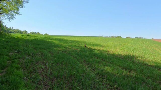 Farbenfroher Fasan auf gr&uuml;ner Wiese unter blauem Himmel &ndash; ausdrucksstarke Wildtierfotografie f&uuml;r Naturprojekte, Umweltkampagnen und authentische l&auml;ndliche Bildwelten