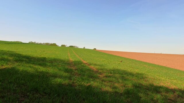 majest&auml;tischer Fasan auf gr&uuml;ner Wiese Feld &ndash; ausdrucksstarke Wildtierfotografie f&uuml;r Naturprojekte,  und authentische l&auml;ndliche Bildwelten, Tier, Vogel, blauer Himmel, H&uuml;gel, Landschaft
