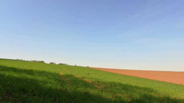 majest&auml;tischer Fasan auf gr&uuml;ner Wiese Feld &ndash; ausdrucksstarke Wildtierfotografie f&uuml;r Naturprojekte,  und authentische l&auml;ndliche Bildwelten, Tier, Vogel, blauer Himmel, H&uuml;gel, Landschaft
