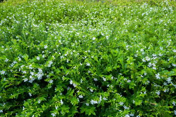 green grass in the garden