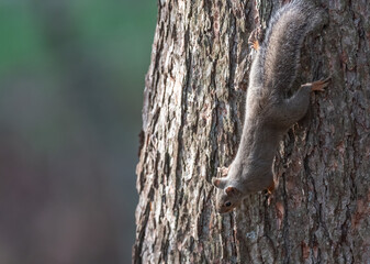 木に登る可愛いニホンリス	