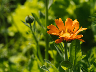 Orange flower Calendula close-up in the garden