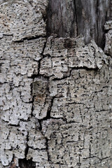 剥がれる白い木の皮の背景	