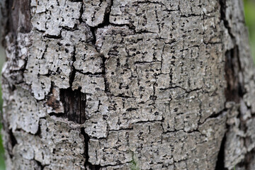 剥がれる白い木の皮の背景	