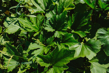 Green leaves of zucchini and pumpkins in the garden on a bed on a farm in the light of the sun. Eco-friendly products. Close-up.
