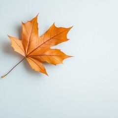 A vibrant orange maple leaf resting gently on a clean white background.