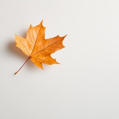 A vibrant orange maple leaf rests elegantly on a white background, symbolizing autumn.