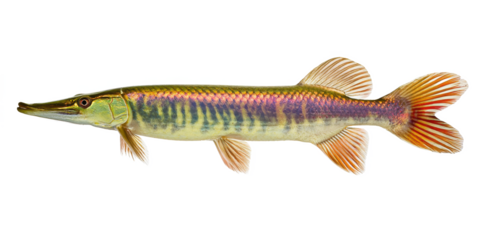 Striped Gar Fish A Detailed Look at This Aquatic Species