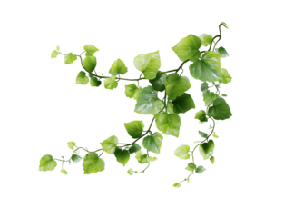 Green vine with fresh leaves PNG cutout on transparent white background, ideal mockup template for digital artwork or graphic design use