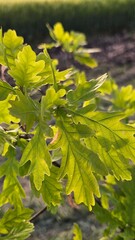 oak twig with an young spring leaves