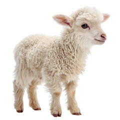 Fototapeta premium Cute Baby Lamb Standing - Adorable Farm Animal PNG