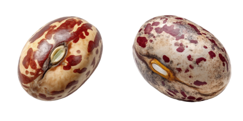 Detailed Close-Up of Realistic Appaloosa Beans on a Clean Background