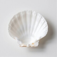 Fototapeta premium Scallops shell isolated on white background