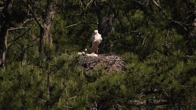 vid&eacute;o avec une maman cigogne sauvage au nid, avec ses trois oisillons, un jour de soleil, une nature sauvage d'une maman attentive qui veille sur sa nich&eacute;e