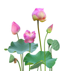 Botanical pink lotus flower and leaf in nature isolated on transparent background.