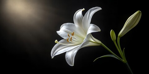 A single white lily with a bud against a dark background in a close up still life photograph