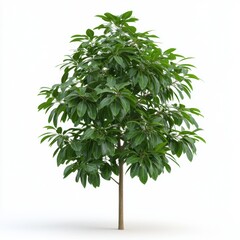 A vibrant, green tree with lush foliage standing tall against a white background.