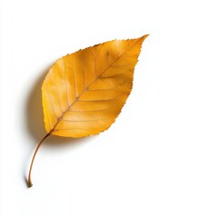 A vibrant yellow leaf on a clean white background, symbolizing nature's beauty.